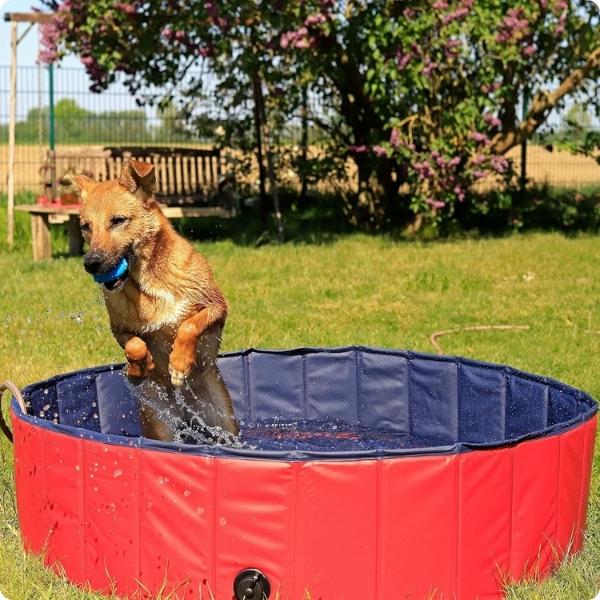 Piscinas para perros